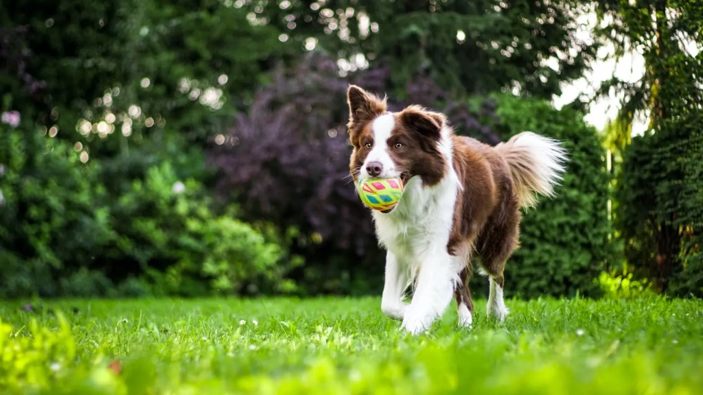 dog trainer ireland