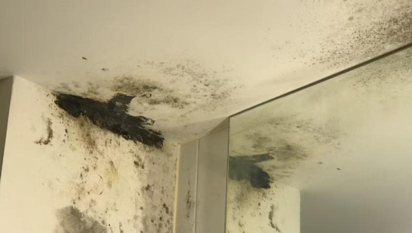 apartment riddled with mould