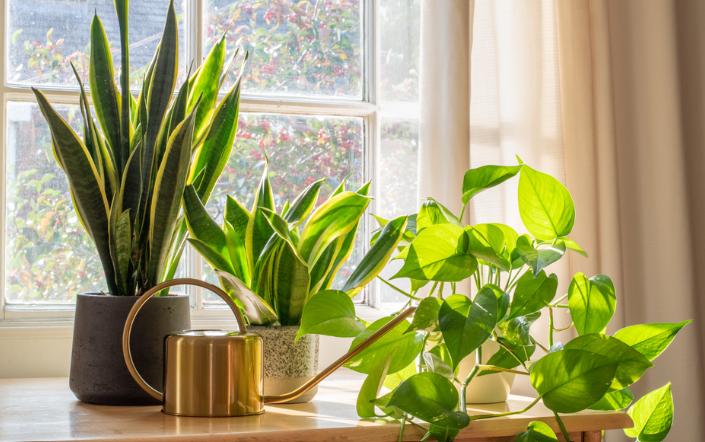 snake plant